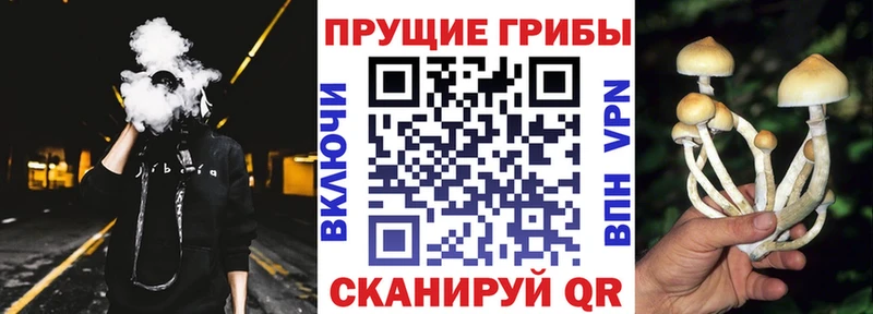 Псилоцибиновые грибы ЛСД  где купить   МЕГА как зайти  Дорогобуж 